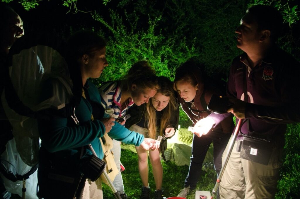 Knepp Estate moth survey with Knepp Safaris