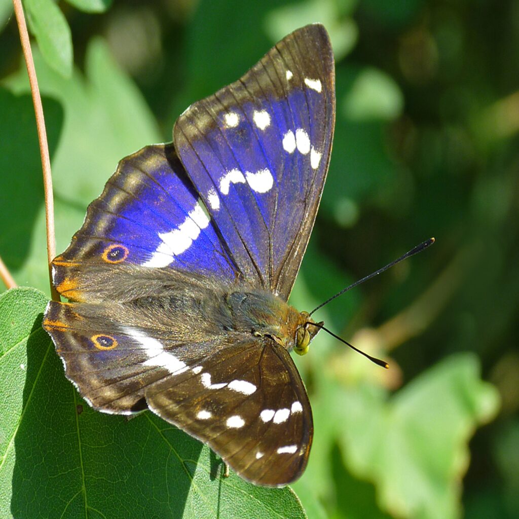 Knepp Estate Purple Emperor, one of Britain's largest and rarest butterfiles - photo by Neil Hulme