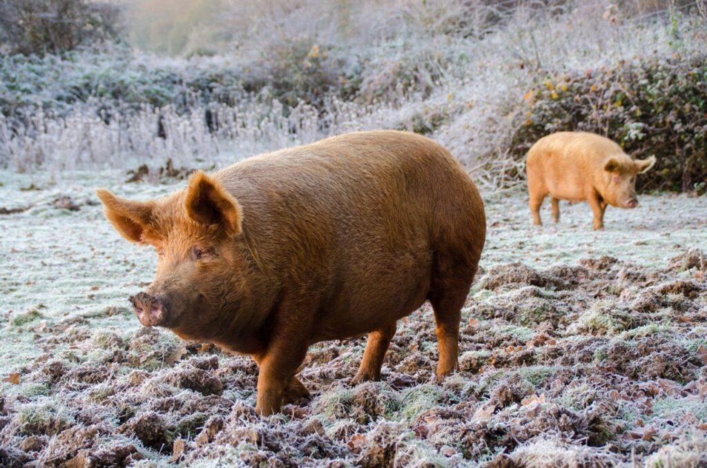 Knepp Estate Tamworth pigs hunting for acorns, rhizomes and worms in winter