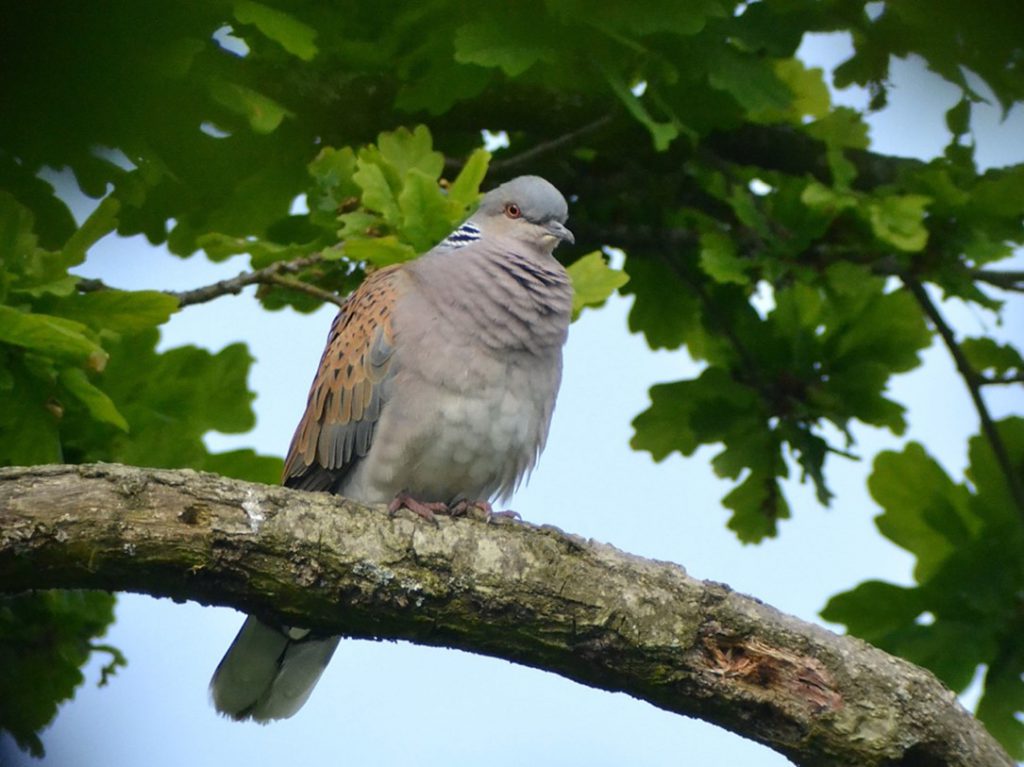 Knepp Estate turtle dove resting in an oak tree