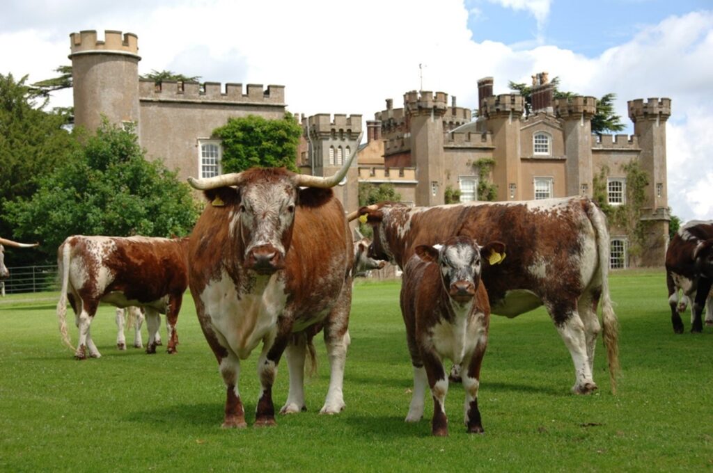 Knepp Estate wheat crop replaced by a free-romaing herd of Longhorn cattle