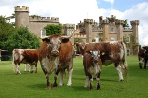 Knepp Estate wheat crop replaced by a free-romaing herd of Longhorn cattle