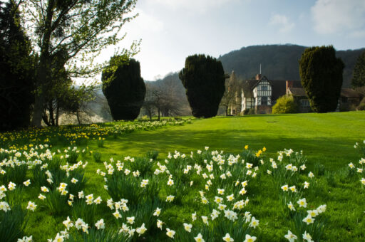 Little Malvern Court daffodils in spring. Photo by Marcus Harpur.
