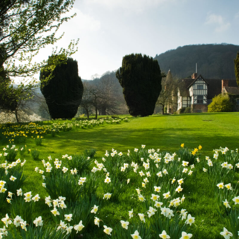 Little Malvern Court daffodils in spring. Photo by Marcus Harpur.