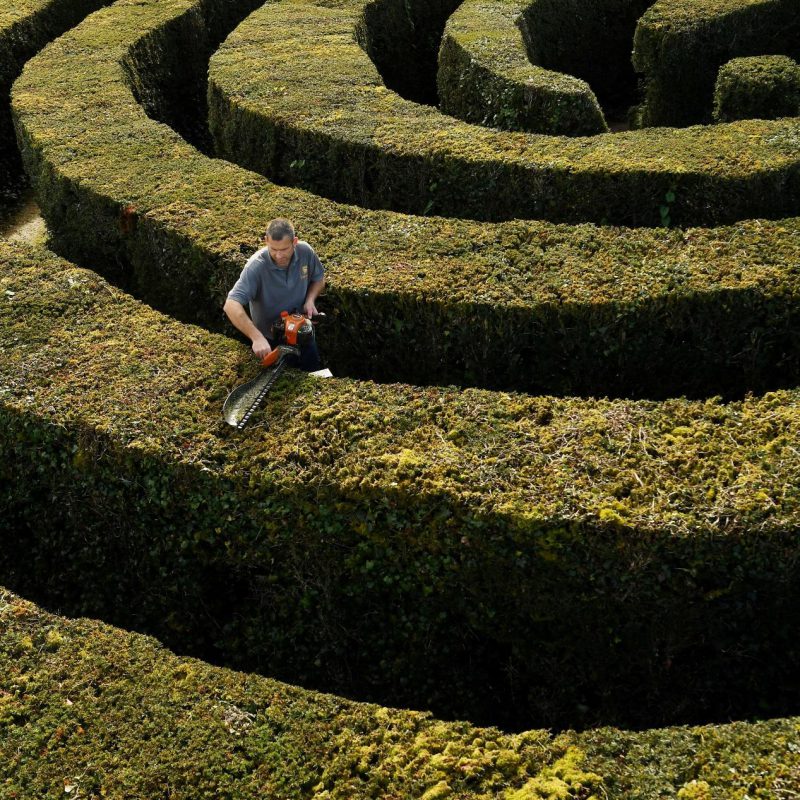 Longleat hedge maze