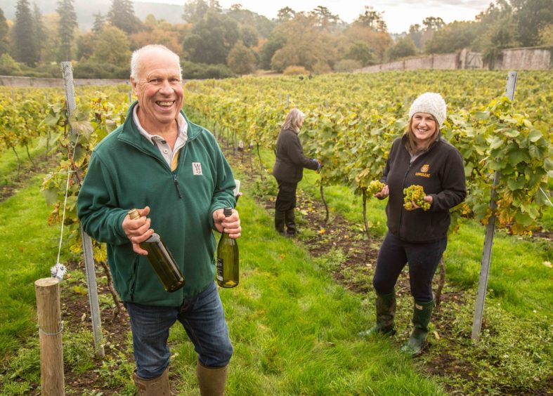 Longleat vineyard