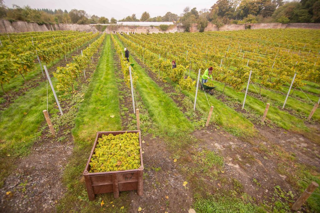 Longleat's historic walled kitchen garden vineyard