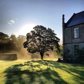 Mapperton Gardens tree in the grounds