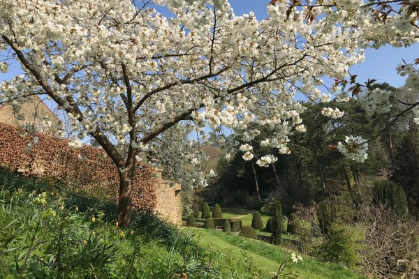 Mapperton Gardens with blossom