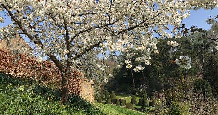 Mapperton Gardens with blossom