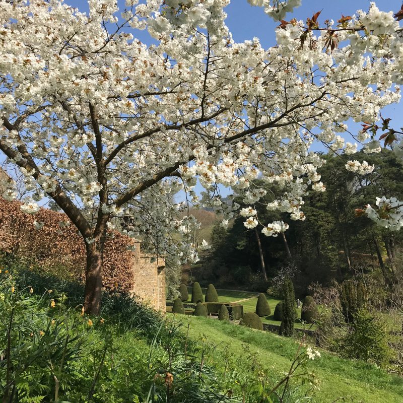 Mapperton Gardens with blossom