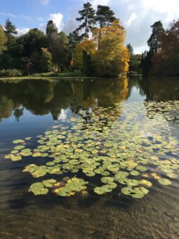 Millichope Park lake and waterlilies