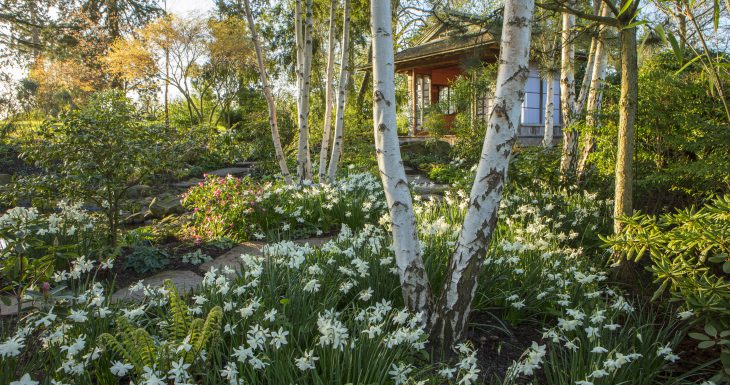 Morton Hall Garden daffodils