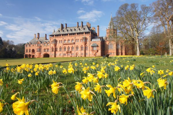 Mount Stuart in Scotland with daffodils