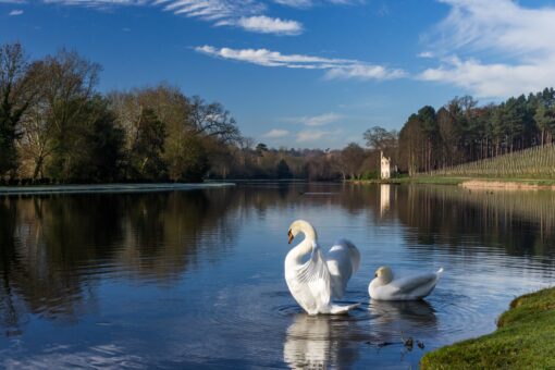 Painshill Park swans on the lake