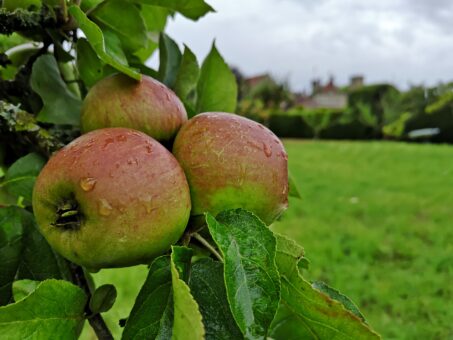 Penshurst Place apples in orchard
