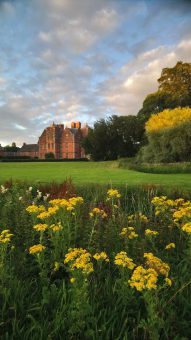 Ragwort at Kiplin Hall and Gardens, pictured in the evening light before being carefully pulled as part of eco managment RS