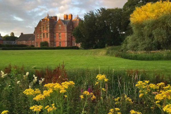 Ragwort at Kiplin Hall and Gardens, pictured in the evening light before being carefully pulled as part of eco managment RS