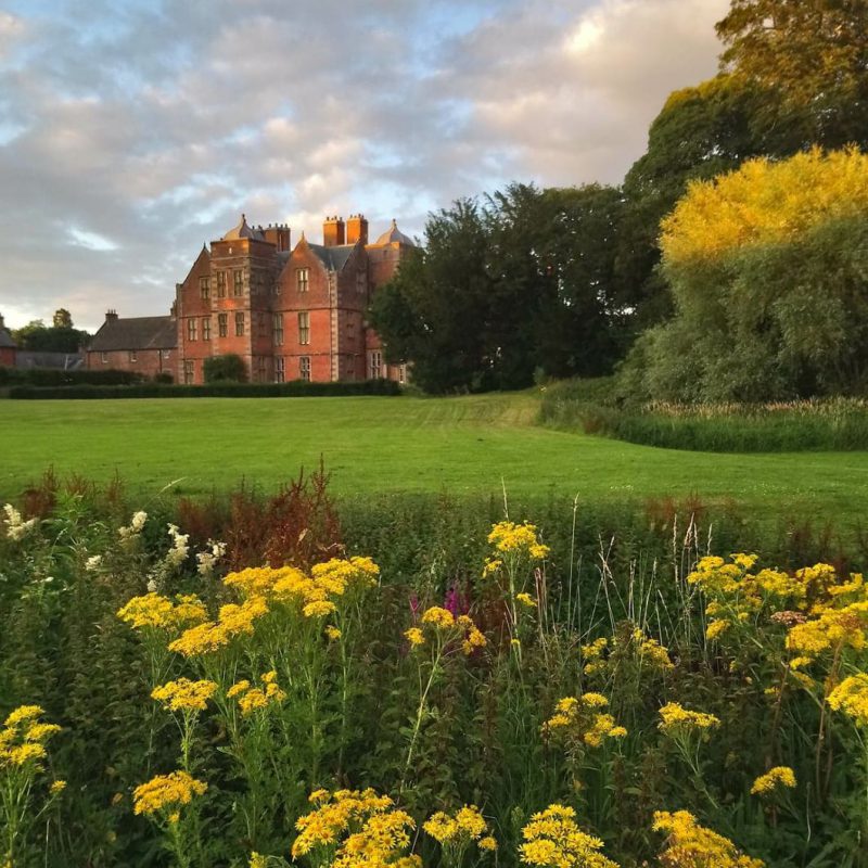 Ragwort at Kiplin Hall and Gardens, pictured in the evening light before being carefully pulled as part of eco managment RS