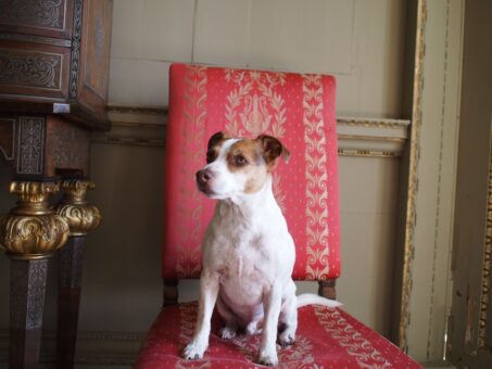 Raynham Chair in Stone Parlour with Bob