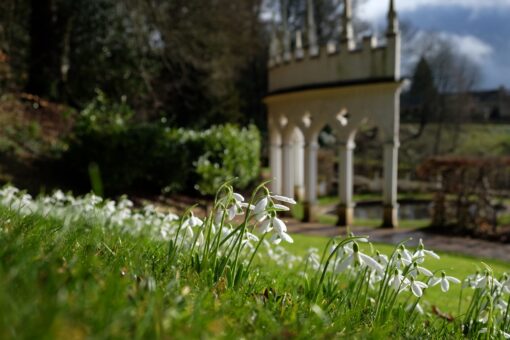 Snowdrops with Exedra background at Painswick Rococo Garden