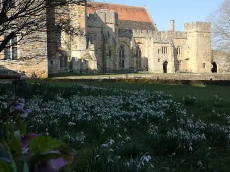 Snowdrops Penshurst Place