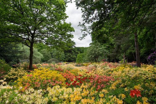 Stody Lodge Gardens azalea walk