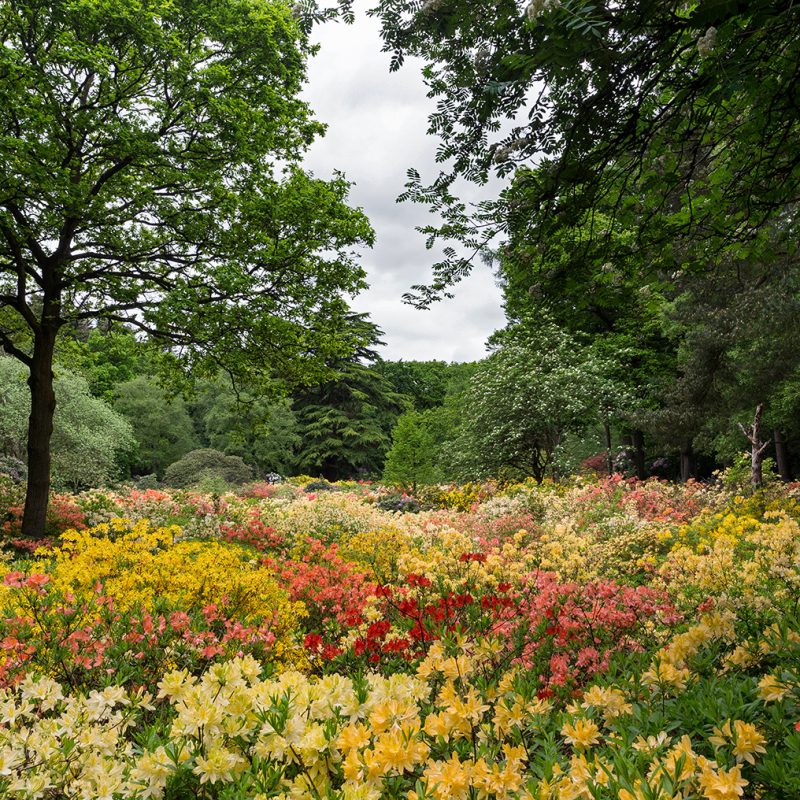 Stody Lodge Gardens azalea walk