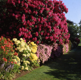 Stody Lodge Gardens azaleas and rhododendruns