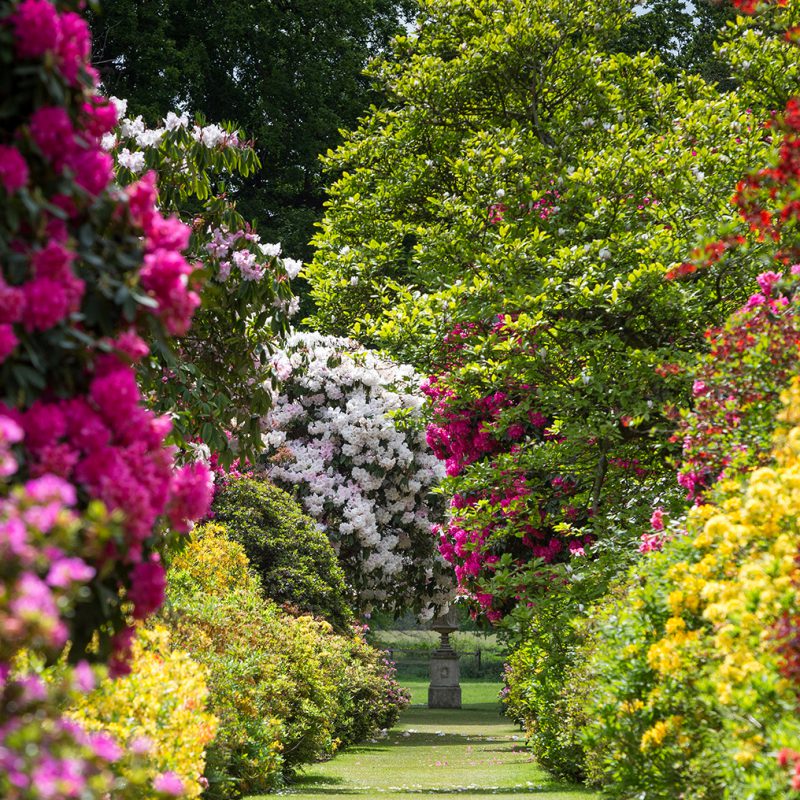 Stody Lodge Gardens long walk