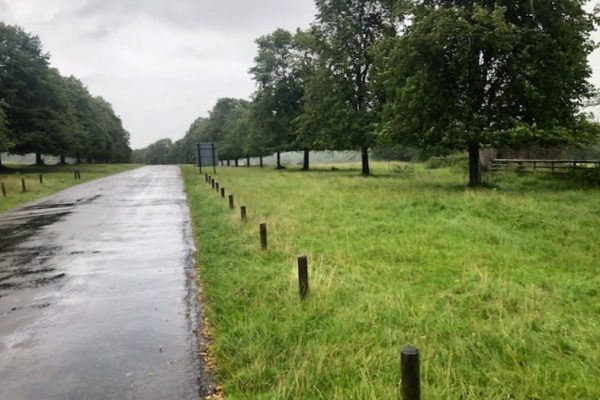 Tissginton Lime Trees