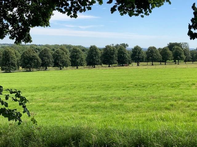 Tissginton Lime Trees View