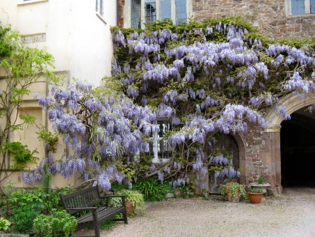 Tiverton Castle wisteria