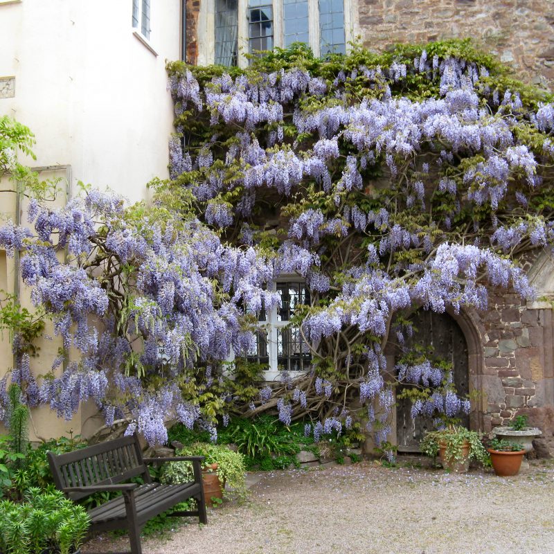 Tiverton Castle wisteria