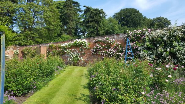Walled Gardens Combermere Rose