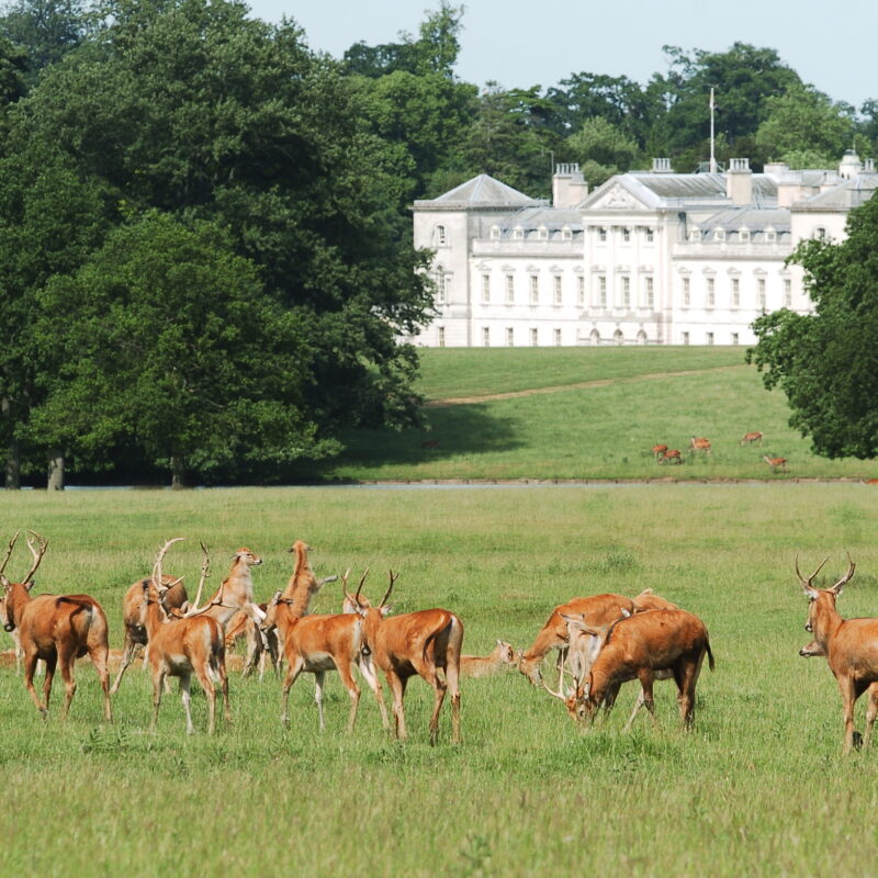 Woburn Abbey deer park