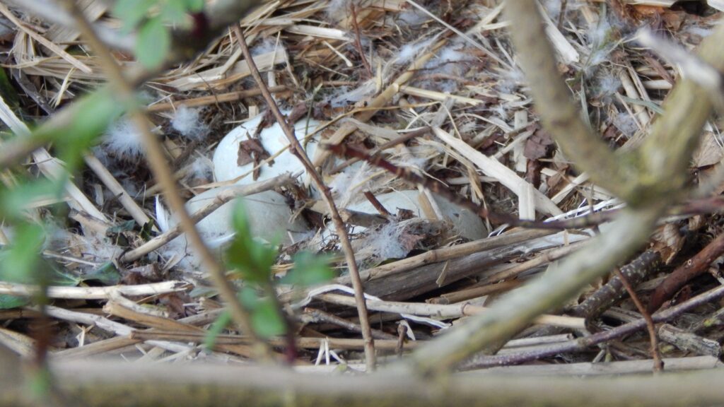 3 eggs nest best at the Bishops Palace