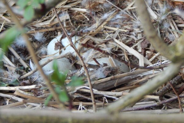 3 eggs nest best at the Bishops Palace