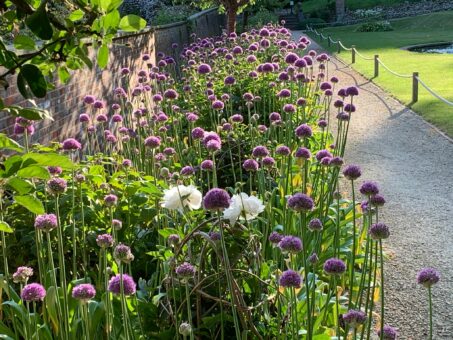 Alliums at Riverhill Garden