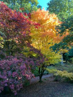 Autumn in the Wood Garden at Riverhill