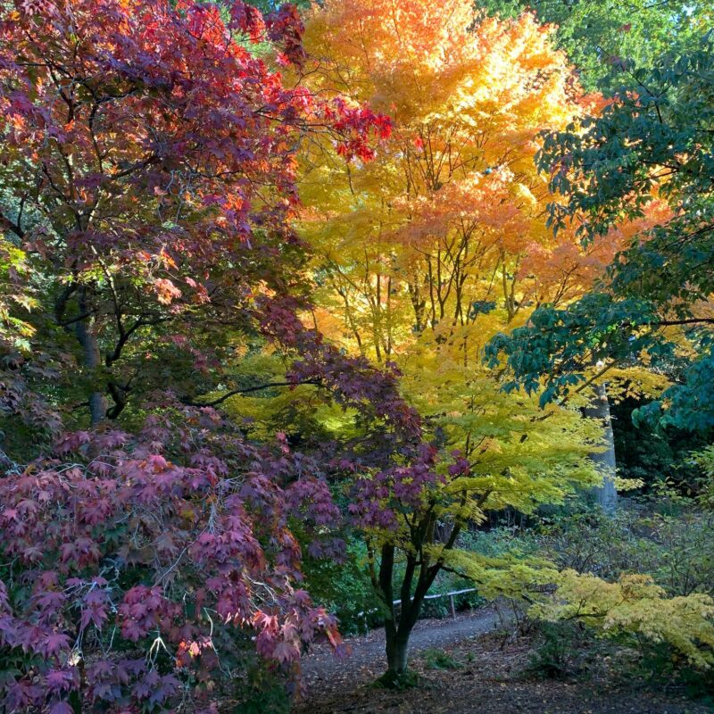 Autumn in the Wood Garden at Riverhill