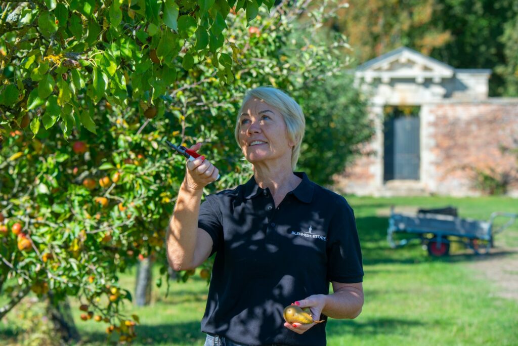 Blenheim Palace gardener in the orchard