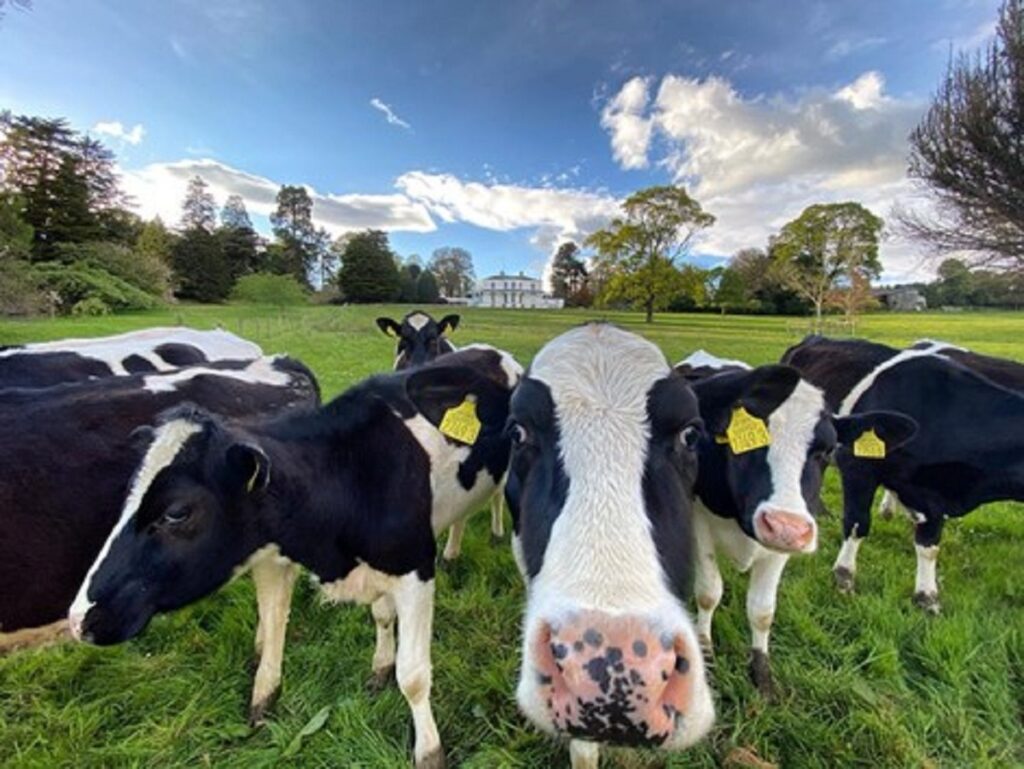 Brook Hall cows