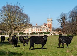 Cattle Somerleyton