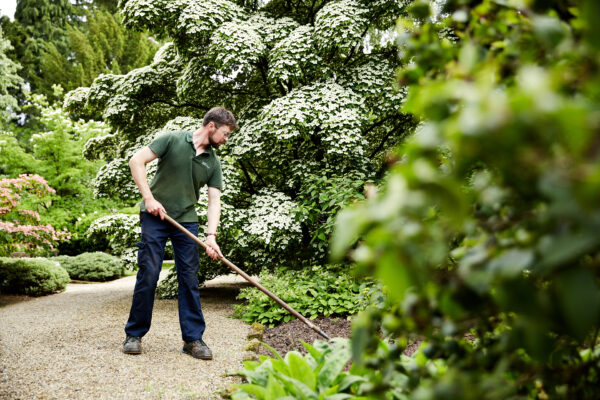 Gardener hoeing Newby Hall Gardens