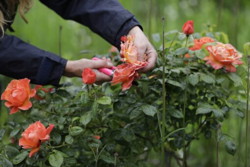 Clipping the roses at Middleton Hall