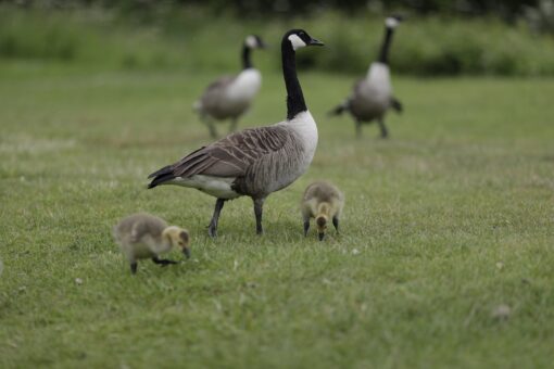 Geese at Middleton Hall