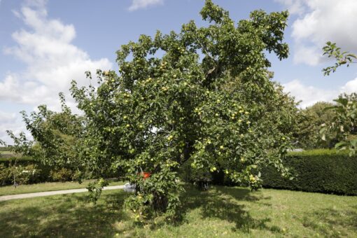 Sulgrave Manor orchard