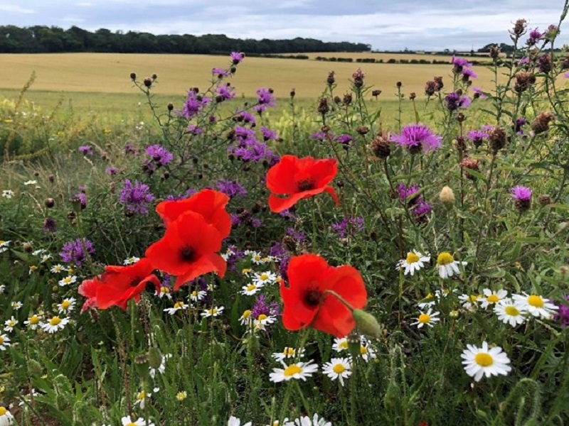 Holkham Great Farm Project