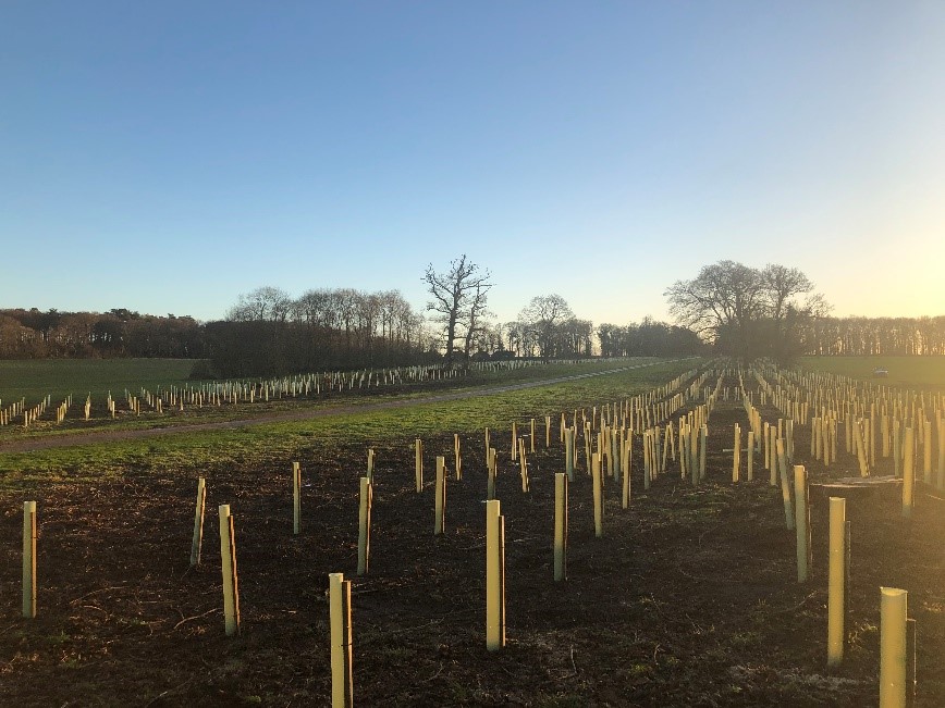 Holkham Hall sustainable planting